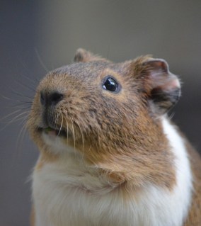 animal-3532443_960_720