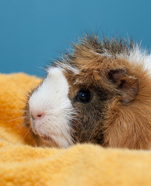 guinea-pig-277707_960_720