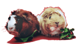 pexels-photo-1093126