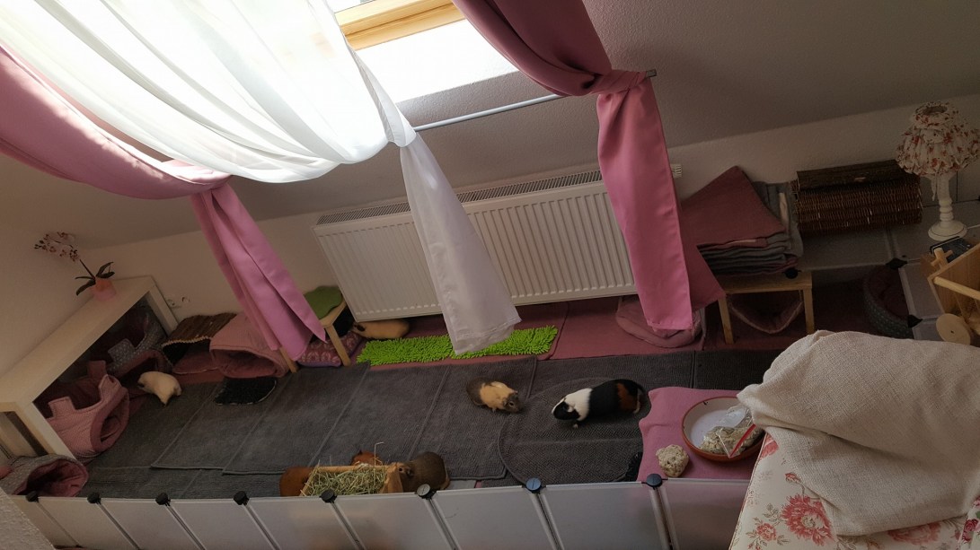 songmicsgehegevondarfichverwenden